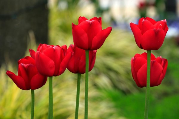 Top 5 objets gonflables pour animer vos fêtes avec style