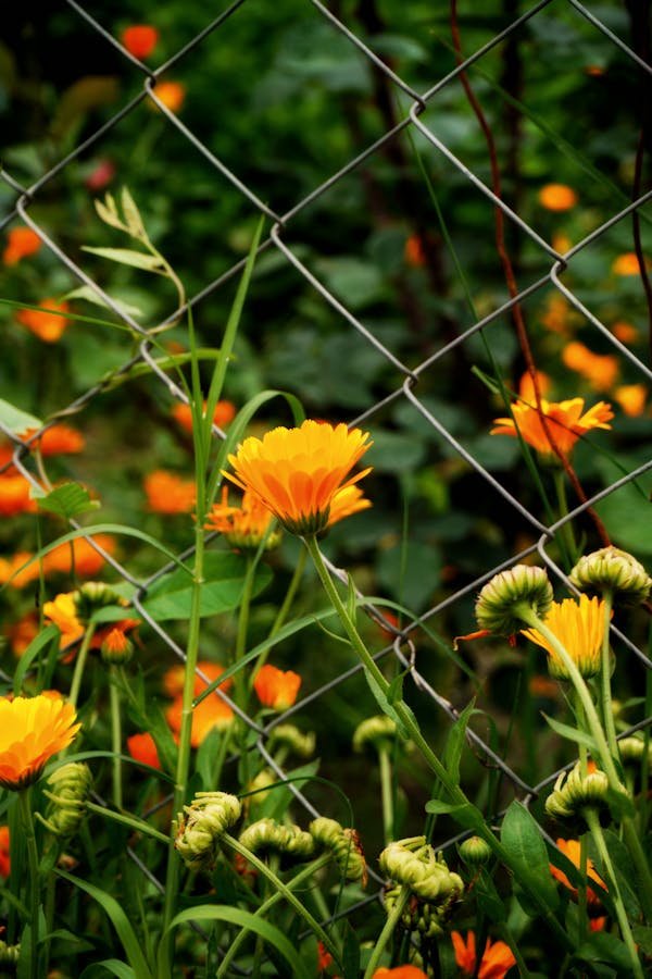 Choisir un portail de jardin grillagé : style et protection assurés